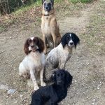 Picture of Bed and Basket Dogs