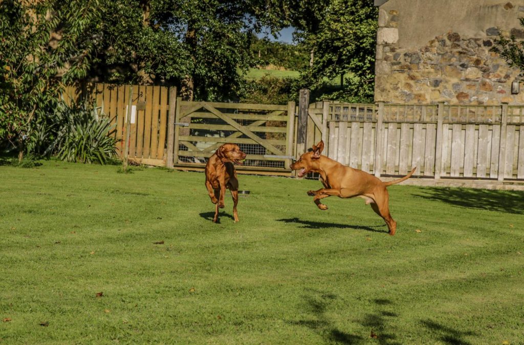 Guest dogs