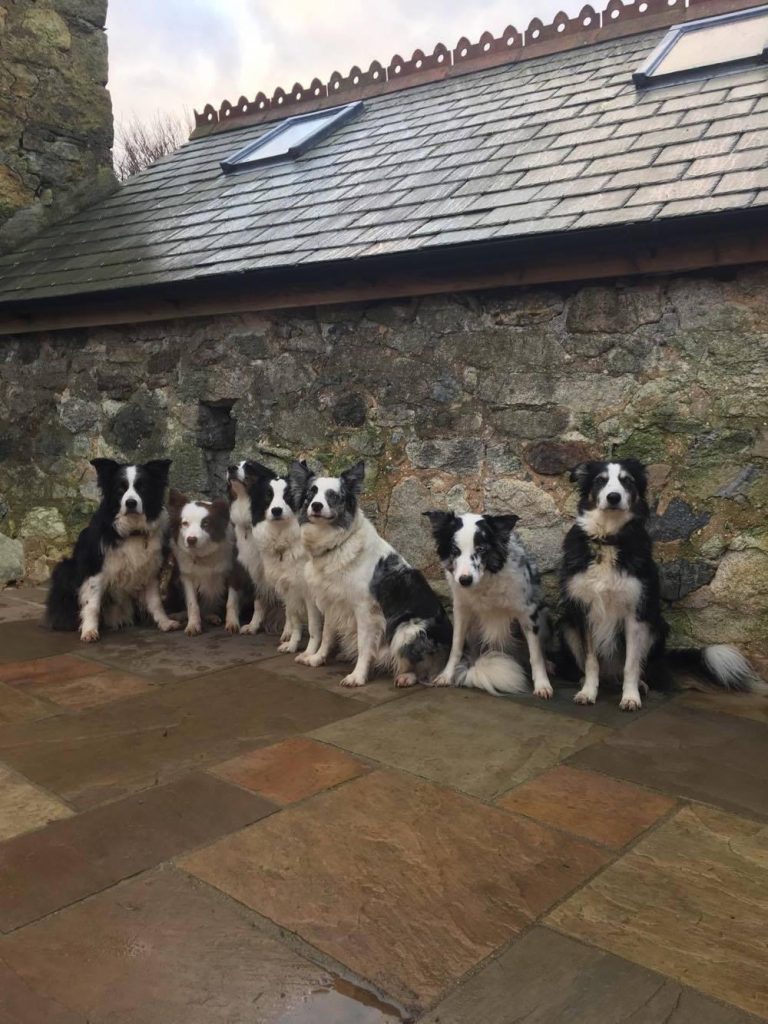 Guests Dogs on Nessa patio